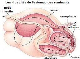 Les 4 cavites de l estomac des ruminants